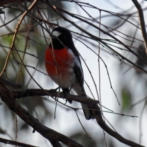 Petroica boodang at Paddys River, ACT - 25 Apr 2018 02:19 PM