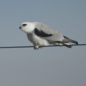 Elanus axillaris at Macgregor, ACT - 24 Apr 2018