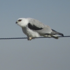 Elanus axillaris (Black-shouldered Kite) at Macgregor, ACT - 24 Apr 2018 by Christine