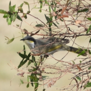 Gavicalis virescens at Macgregor, ACT - 25 Apr 2018 10:47 AM