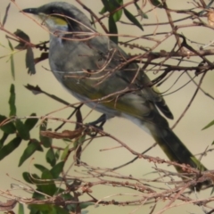 Gavicalis virescens at Macgregor, ACT - 25 Apr 2018 10:47 AM