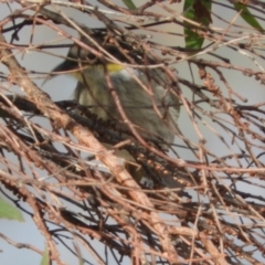 Gavicalis virescens at Macgregor, ACT - 25 Apr 2018