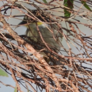 Gavicalis virescens at Macgregor, ACT - 25 Apr 2018 10:47 AM