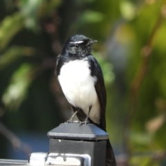 Rhipidura leucophrys (Willie Wagtail) at Macgregor, ACT - 24 Apr 2018 by Christine