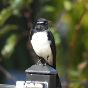 Rhipidura leucophrys at Macgregor, ACT - 24 Apr 2018 11:18 AM