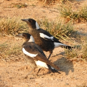 Gymnorhina tibicen at Macgregor, ACT - 24 Apr 2018