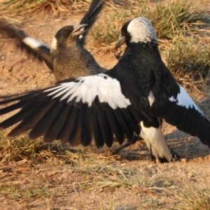 Gymnorhina tibicen at Macgregor, ACT - 24 Apr 2018