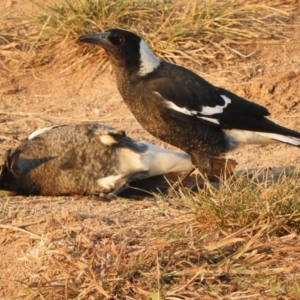 Gymnorhina tibicen at Macgregor, ACT - 24 Apr 2018