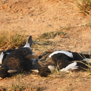 Gymnorhina tibicen at Macgregor, ACT - 24 Apr 2018