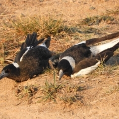 Gymnorhina tibicen at Macgregor, ACT - 24 Apr 2018