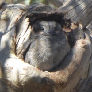 Aegotheles cristatus at Acton, ACT - 24 Apr 2018