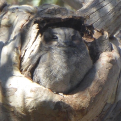 Aegotheles cristatus (Australian Owlet-nightjar) at ANBG - 24 Apr 2018 by Christine