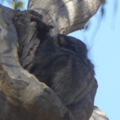 Aegotheles cristatus at Acton, ACT - 24 Apr 2018