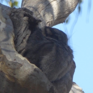 Aegotheles cristatus at Acton, ACT - 24 Apr 2018