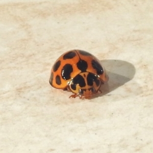 Harmonia conformis at Stromlo, ACT - 26 Apr 2018