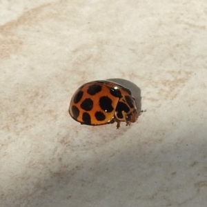 Harmonia conformis at Stromlo, ACT - 26 Apr 2018