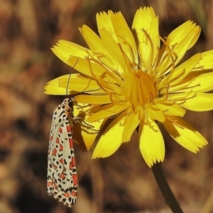 Utetheisa pulchelloides at Brindabella, NSW - 26 Apr 2018 11:54 AM