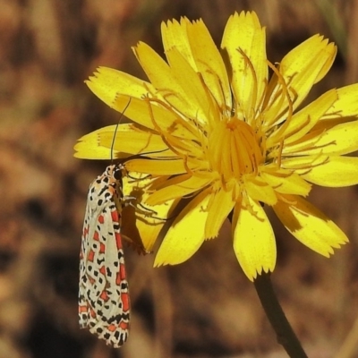 Utetheisa pulchelloides (Heliotrope Moth) at Brindabella, NSW - 26 Apr 2018 by JohnBundock