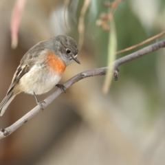 Petroica boodang (Scarlet Robin) at Black Lake & Black Lake TSR (near Bibbenluke) - 25 Apr 2018 by Leo