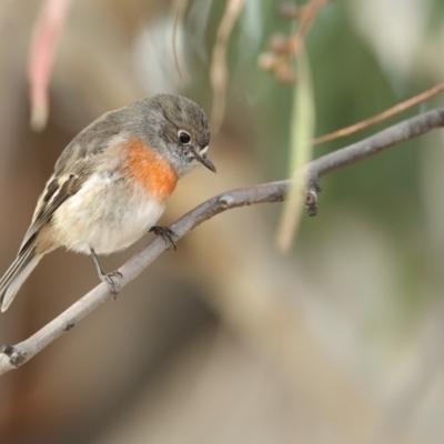 Petroica boodang (Scarlet Robin) at Bibbenluke, NSW - 25 Apr 2018 by Leo