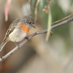 Petroica boodang (Scarlet Robin) at Bibbenluke, NSW - 24 Apr 2018 by Leo