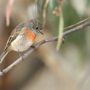 Petroica boodang at Bibbenluke, NSW - 25 Apr 2018