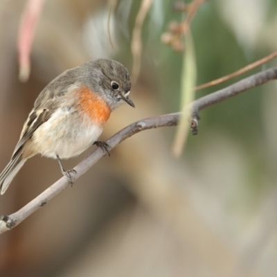 Petroica boodang (Scarlet Robin) at Bibbenluke, NSW - 24 Apr 2018 by Leo