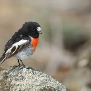 Petroica boodang at Bibbenluke, NSW - 25 Apr 2018