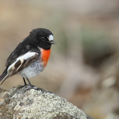 Petroica boodang (Scarlet Robin) at Bibbenluke, NSW - 25 Apr 2018 by Leo