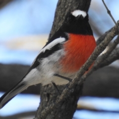 Petroica boodang (Scarlet Robin) at ANBG - 23 Apr 2018 by HelenCross