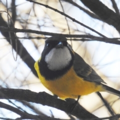 Pachycephala pectoralis (Golden Whistler) at Acton, ACT - 23 Apr 2018 by HelenCross