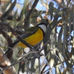 Pachycephala pectoralis at Acton, ACT - 23 Apr 2018 02:27 PM