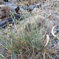 Lomandra sp. at Isaacs, ACT - 26 Apr 2018