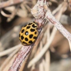 Harmonia conformis (Common Spotted Ladybird) at Higgins, ACT - 24 Apr 2018 by Alison Milton