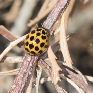 Harmonia conformis at Higgins, ACT - 24 Apr 2018 12:14 PM