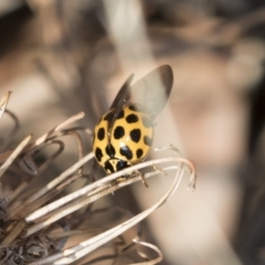 Harmonia conformis at Higgins, ACT - 24 Apr 2018 12:14 PM