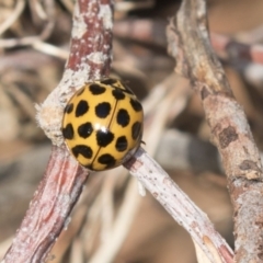 Harmonia conformis at Higgins, ACT - 24 Apr 2018 12:14 PM