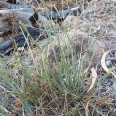 Lomandra (genus) (A Matrush) at Isaacs, ACT - 26 Apr 2018 by Mike