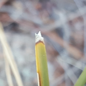 Lomandra sp. at Isaacs, ACT - 26 Apr 2018 04:36 PM