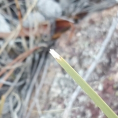 Lomandra sp. at Isaacs, ACT - 26 Apr 2018 04:36 PM