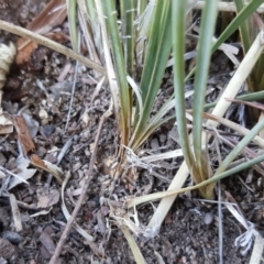 Lomandra sp. at Isaacs, ACT - 26 Apr 2018 04:36 PM