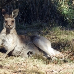 Macropus giganteus (Eastern Grey Kangaroo) at Fyshwick, ACT - 26 Apr 2018 by RodDeb