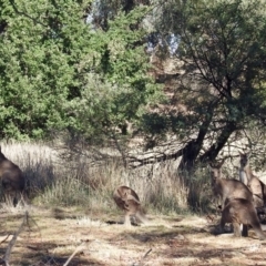 Macropus giganteus at Fyshwick, ACT - 26 Apr 2018