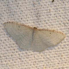 Poecilasthena pulchraria (Australian Cranberry Moth) at O'Connor, ACT - 26 Apr 2018 by ibaird