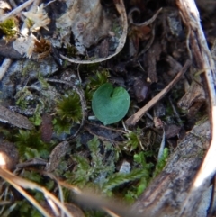 Corysanthes hispida (Bristly Helmet Orchid) at Aranda Bushland - 24 Apr 2018 by CathB