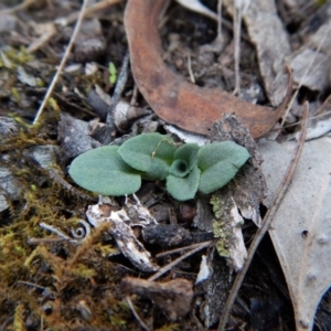 Diplodium ampliatum at Aranda, ACT - suppressed