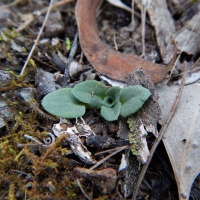 Diplodium ampliatum (Large Autumn Greenhood) at Aranda Bushland - 24 Apr 2018 by CathB