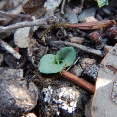 Diplodium ampliatum at Aranda, ACT - 25 Apr 2018