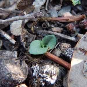 Diplodium ampliatum at Aranda, ACT - suppressed