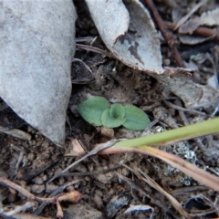 Diplodium truncatum (Little Dumpies, Brittle Greenhood) at Mount Painter - 26 Apr 2018 by CathB